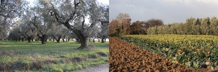 © Gregor Buschkötter • Il Fontino • L'Agricultura • The Farming