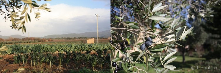 © Gregor Buschkötter • Il Fontino • L'Agricultura